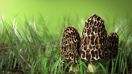 3d llustration of three morel mushrooms