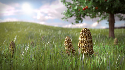 3d illustration of a morel mushroom scene
