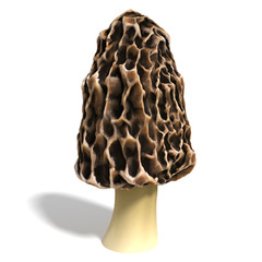 Naklejka premium 3d illustration of a morel mushroom