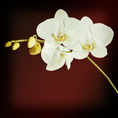 Three day old white orchid on black background.