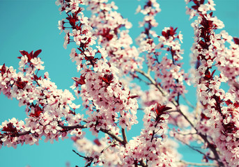 Cherry Blossom. Sakura and Sky. Beautiful Pink Flowers