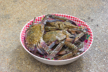 raw horse crab on  dish