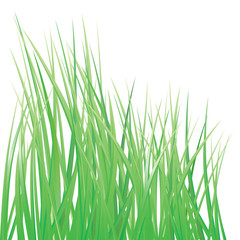 Fototapeta na wymiar vector green grass
