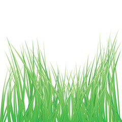 vector green grass