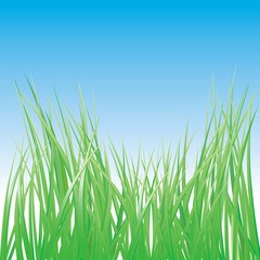 vector green grass