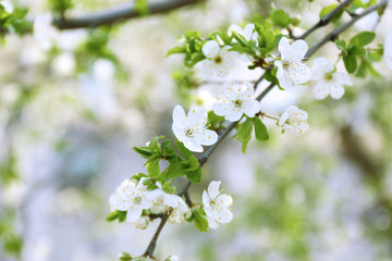Fototapeta premium Beautiful fruit blossom outdoors