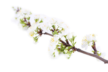 Fototapeta na wymiar Blooming tree branch with white flowers isolated on white