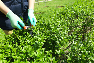 Fototapeta premium Pruning bushes in garden