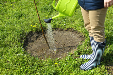 Gardener watering young tree in spring