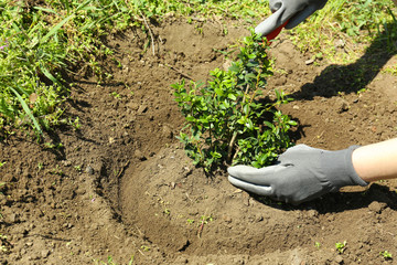 Gardener planting tree in spring