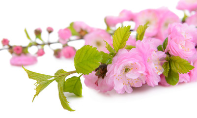Beautiful fruit blossom isolated on white