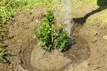 Watering young tree in spring