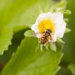 Schwebfliege