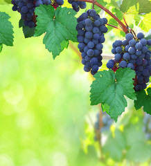 Nature background with Vineyard