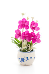 Orchid