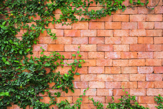 Old brick wall and green ivy climber background