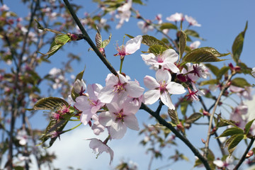 Blossoms Japanese sakura