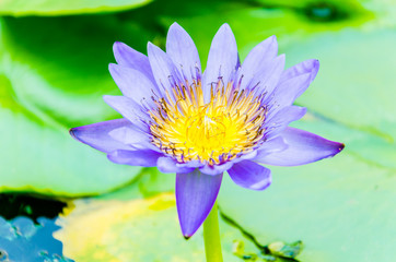 Lotus flower