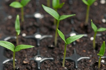 Young sprouts