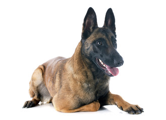 malinois