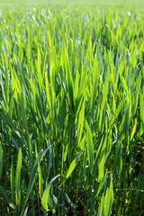 Struktur eines Getreidefeldes