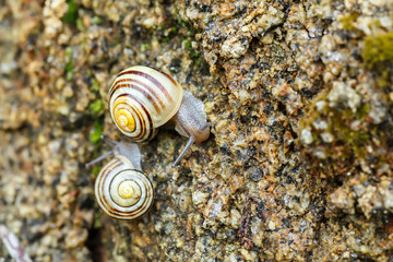 small garden snail