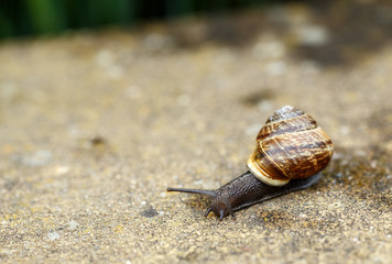small garden snail