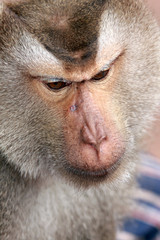 Monkey, Long-tailed macaque