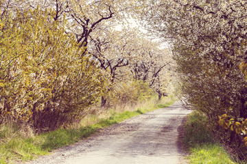 road with alley of cherry trees in bloom