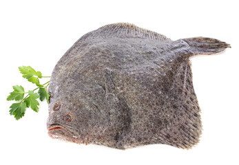 turbot