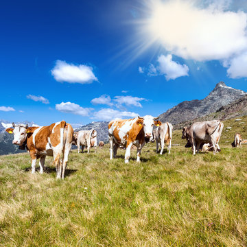 bovini al pascolo in alta montagna
