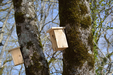 Birdhouses on the trunks