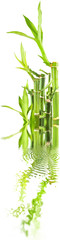 bambous zen