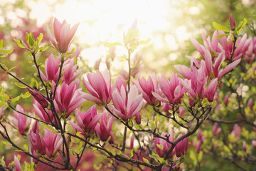 roze magnolia
