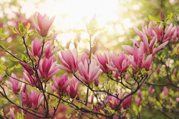 Deurstickers Magnolia roze magnolia