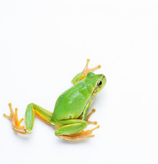 Green frog