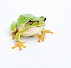 Green frog