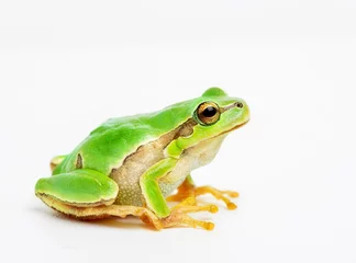 Wall murals Frog Green frog