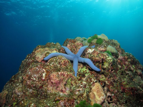 Fototapeta Blue sea star on a reef