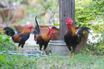 Bantam in farm,Thailand