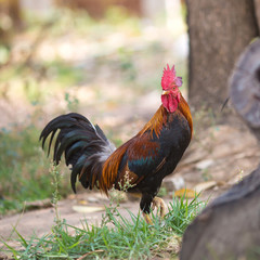Bantam in farm,Thailand