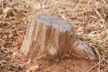 Old stump without bark