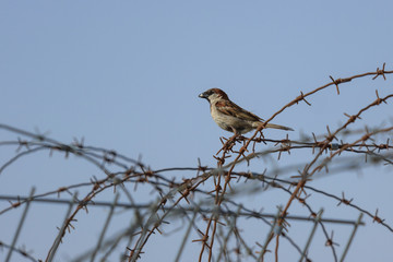 Wild sparrow with food in beak on a barb wire