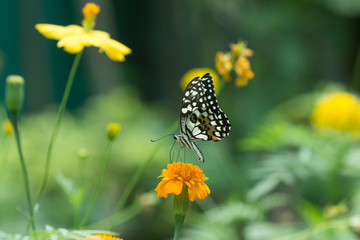 Profile view of a beautiful  butterfly on flower