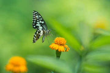 Profile view of a beautiful  butterfly on flower