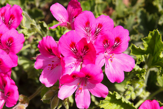 Closeup bright pink geranium