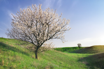 Tree on green field and blue sky