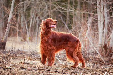 Red irish setter dog