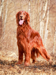 Red irish setter dog