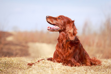 Red irish setter dog